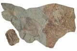 Partial Giant Radiodont (Aegirocassis), Xiphosurida & Trilobite #212391-1